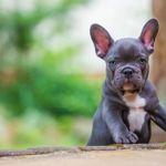 Profile Picture of archibald_the_Frenchie (@archibald_the_frenchie3) on Instagram