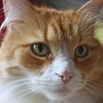 Profile Picture of Nancy Felder (@fancynancynoodle) on Instagram