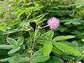 Profile Picture of Mimosa pudica - Wikipediaon Wikipedia