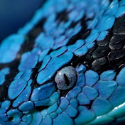 Profile Picture of Robert Maxie (@RobertMaxie-pz9wh) on Youtube