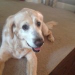 Profile Picture of Cleo Wade The Awesome Dog (@cleothegoldengirl) on Instagram