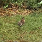 Profile Picture of Robert The Rabbitt (@robert_the_rabbitt) on Instagram