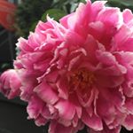 Profile Picture of Isabel Gilbert (@never_change_who_u_r) on Instagram