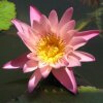 Profile Picture of Jenna Mansfield (@JenMMansfield) on Twitter