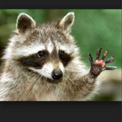 Profile Picture of DerWaschBaerBoss (@WendtDustin) on Twitter