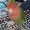 Profile Picture of Jimmy Wheeler (@@jimmythebird) on Tiktok