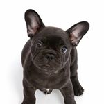 Profile Picture of Frenchie Journal (@frenchie_journal) on Instagram