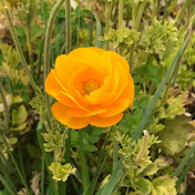 Profile Picture of Wen Wu (@wenwu522) on Youtube