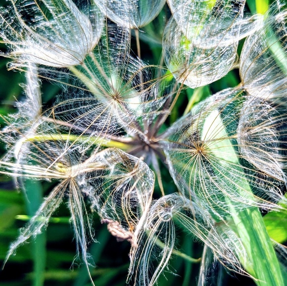 Profile Picture of Dawn Crosley (@dcroz624) on Poshmark