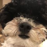 Profile Picture of Steve (@steve_panton) on Instagram