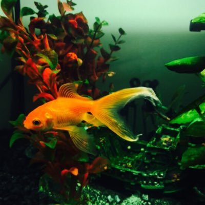 Profile Picture of Alex McMurray (@mcmurrlex) on Twitter