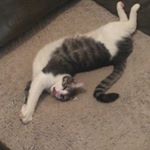 Profile Picture of Heidi Blasius (@heidiblue11) on Instagram