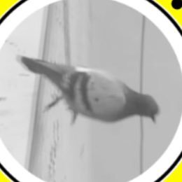 Profile Picture of Kevin (@kevin_gains) on Twitter