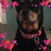 Profile Picture of Bridget Schmidt (@@raven243590) on Tiktok