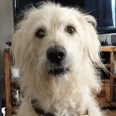 Profile Picture of Paul Giles (@gilesp11) on Twitter