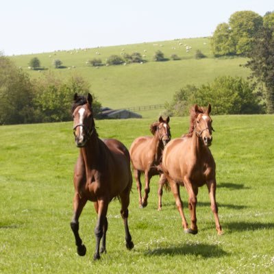 Profile Picture of Highclere Stud (@JakeJWarren) on Twitter