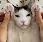 Profile Picture of Brendon Amad (@Brendon-Amad) on Facebook