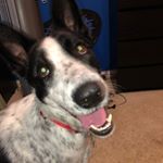 Profile Picture of Jacob Thurman (@that_dog_comet) on Instagram