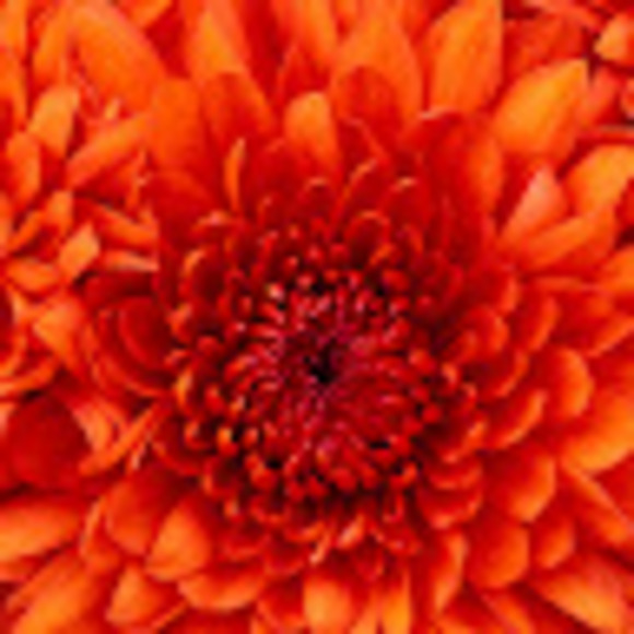 Profile Picture of Angela Branch (@branch30) on Poshmark