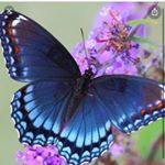 Profile Picture of Crystal Aceves (@aceves.crystal) on Instagram