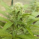 Profile Picture of Mike Dickey (@dickey_420) on Instagram