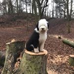 Profile Picture of Eric Hulsbosch (@hulsboscheric) on Instagram