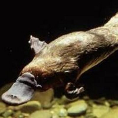 Profile Picture of Scott Hankinson (@SlalomShanks) on Twitter