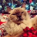 Profile Picture of Wendy Cavanaugh Marani (@wendycavanaughmarani) on Instagram