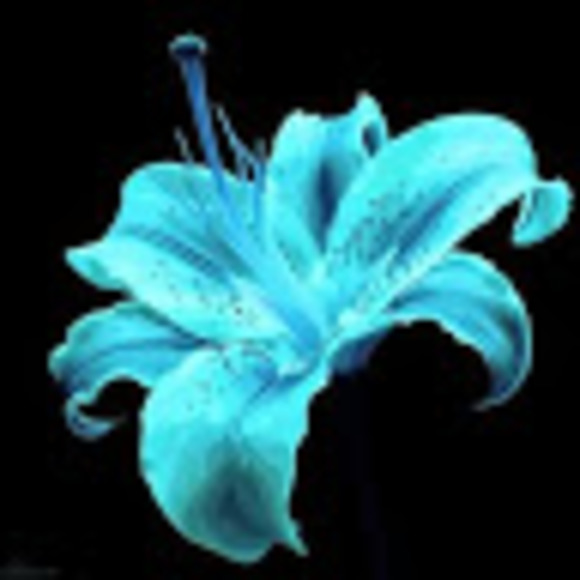 Profile Picture of Gayle Boyken (@freedomgayle) on Poshmark