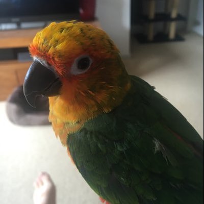 Profile Picture of Adam Grech (@Grechy81) on Twitter