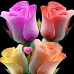 Ebtesam Alsafi - Facebook Profile Picture of Ebtesam Alsafi (@ebtesam.alsafi.16) on Facebook