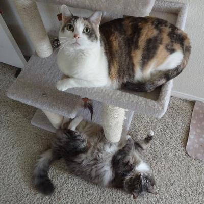 Profile Picture of YouTube Cat Videos (@youtubecats) on Twitter