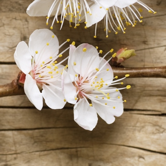 Riya Debnath - Poshmark Profile Picture of Riya Debnath (@debnath) on Poshmark