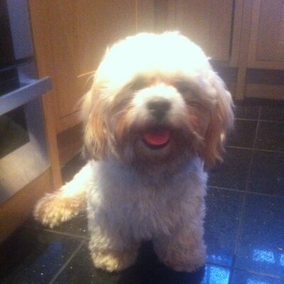 Profile Picture of Ruby Higgins (@_OliverHiggins) on Twitter