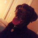 Profile Picture of Chuck Neil Norris 🐾 (@chuck__thedog) on Instagram