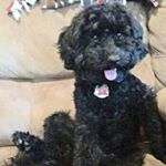 Profile Picture of Tracy Glazier Civitillo (@tracy_civitillo) on Instagram