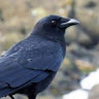 Profile Picture of Amir Wallace (@amir-wallace-10) on Quora