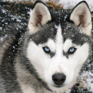 Profile Picture of Joe Stivenson (@eternaldarkcloud) on Myspace