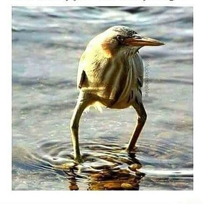 Profile Picture of Chad Kowalski (@The_DK_10) on Twitter