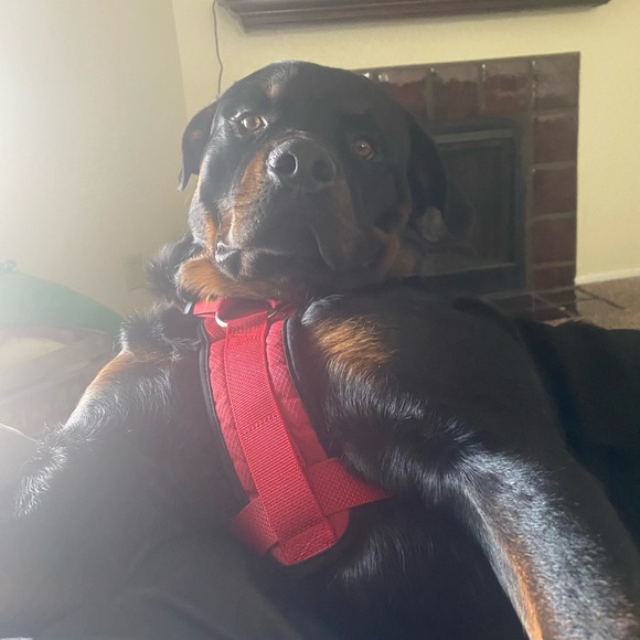 Profile Picture of Dat Dude (@datdude432) on Poshmark