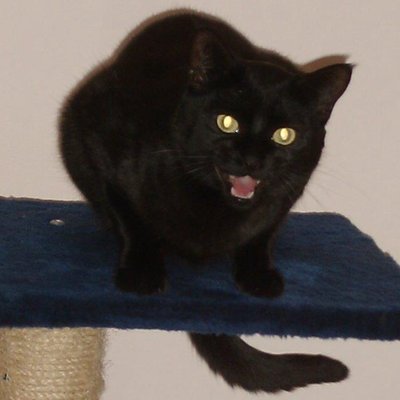 Profile Picture of Savino Bruno (@BrunoOnivas48) on Twitter