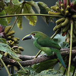 Cristian Camilo Chica Zapata - Flickr Profile Picture of Cristian Camilo Chica Zapata (@camilochica33) on Flickr