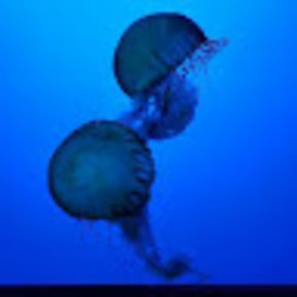 Profile Picture of A.j. Romblad (@janthony_jpeg) on Poshmark