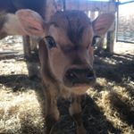 Profile Picture of Daniel Seedorf (@eastwestfarmer) on Instagram