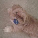 Profile Picture of Ginger (@ginger_the_dog_winters) on Instagram