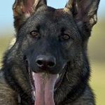 Profile Picture of David Bickle (@bickle755) on Instagram