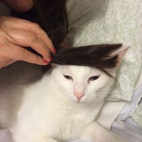 Profile Picture of Amanda Ozuna (@amozuna) on Pinterest