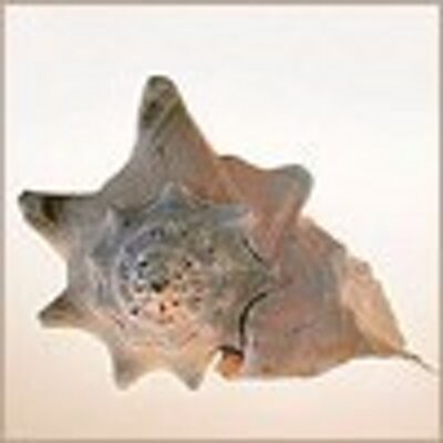 Profile Picture of Toni Feinberg (@ToniFeinberg1) on Twitter