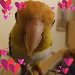 Profile Picture of Wally-Zen Barrie-paddy Archiesunny-Rumbold (@st225tez) on Instagram