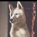 Profile Picture of nathan jaques de souza (@nathanjaque) on Instagram